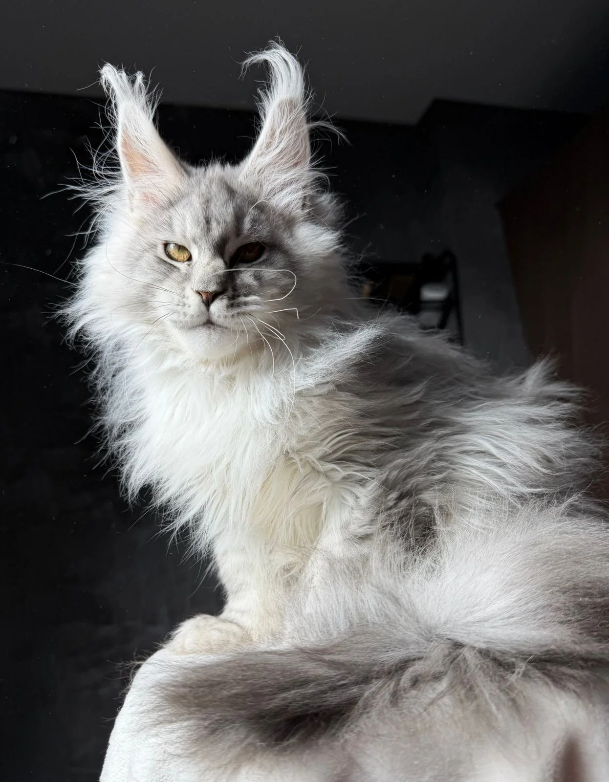 Echo, a silver male Maine Coon