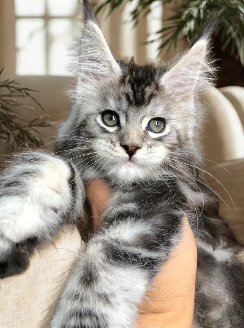 Lux, a silver male Maine Coon