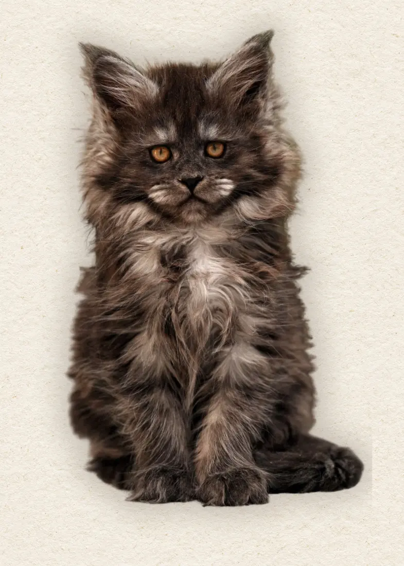 Noir, a smoke female Maine Coon