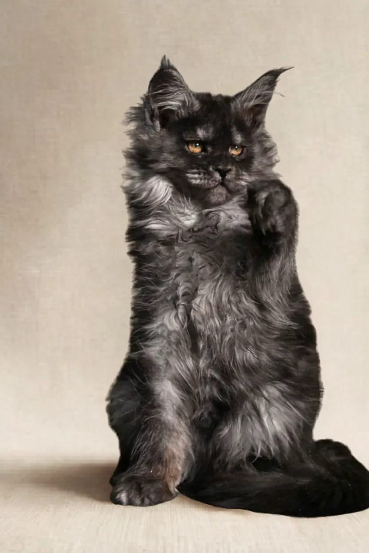Saraphine, a smoke female Maine Coon