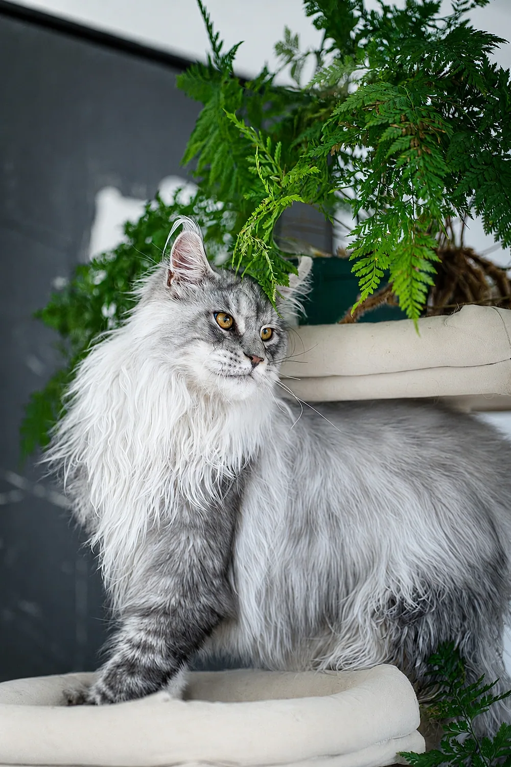 Soren, a silver male Maine Coon